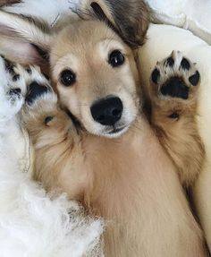 η εντολή μη