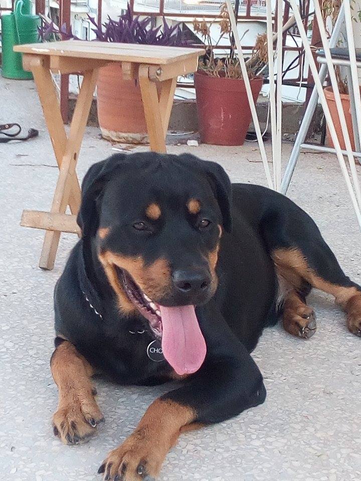 Εκπαίδευση σκύλου Αιγάλεω