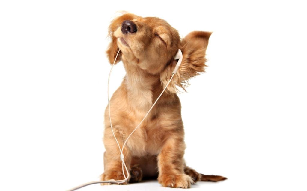 μουσική για σκύλους