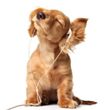 μουσική για σκύλους