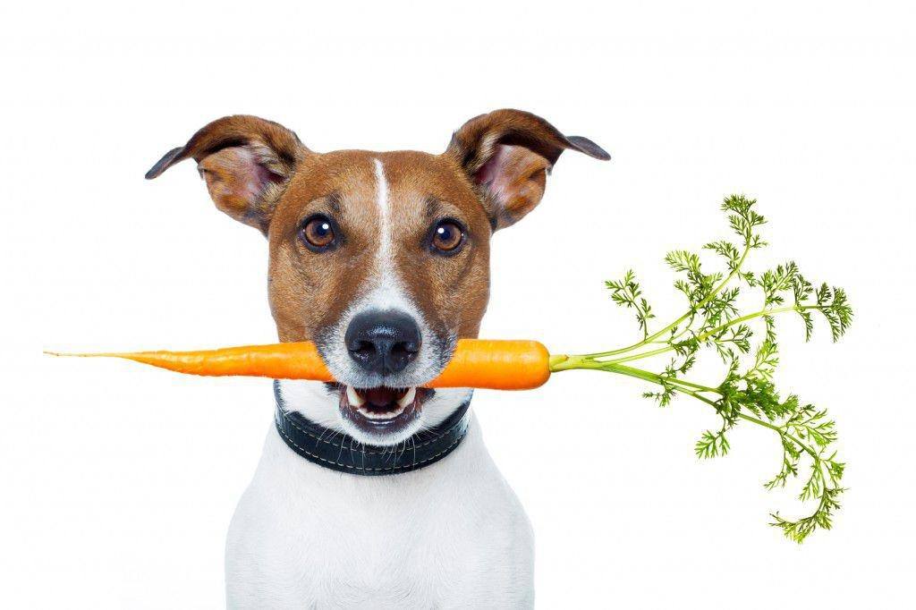 Ταΐζοντας τον σκύλο λαχανικά