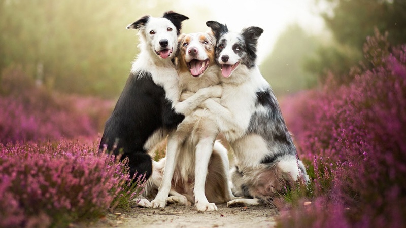 κοινωνικοποίηση σκύλου