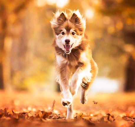 Πως να μάθω στον σκύλο μου να έρχεται