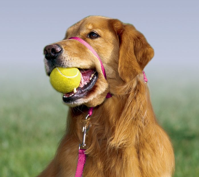 χάλτης gentle leader