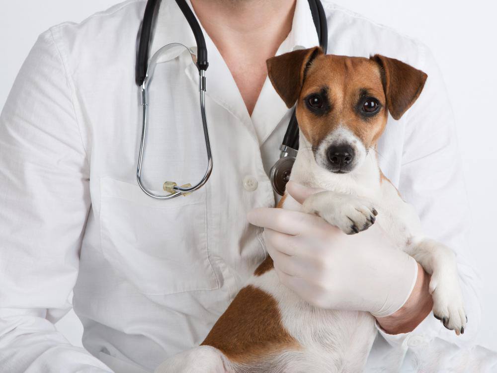 κουτάβι στο σπίτι