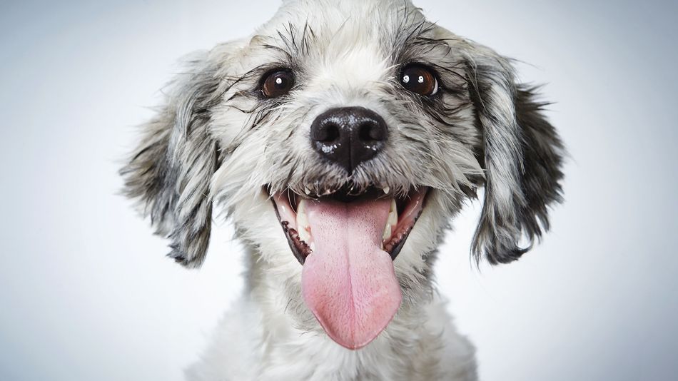 πως υιοθετώ σωστά