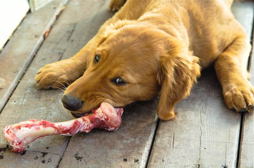 κόκαλα για τα σκυλιά