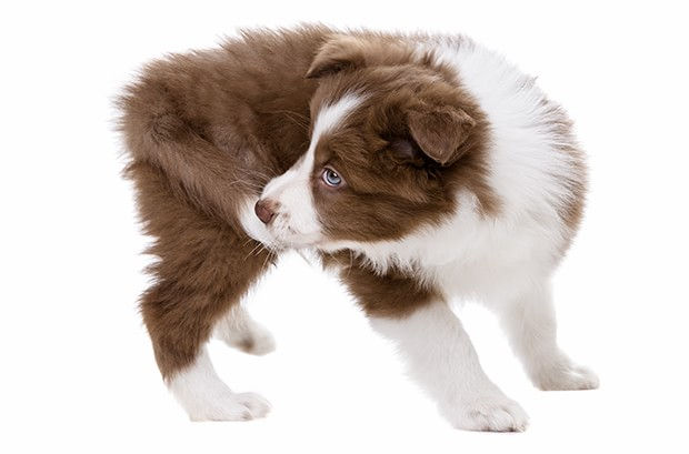 ιδεοψυχαναγκαστική διαταραχή στους σκύλους