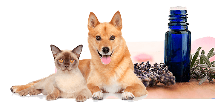 αιθέρια έλαια για τον σκύλο