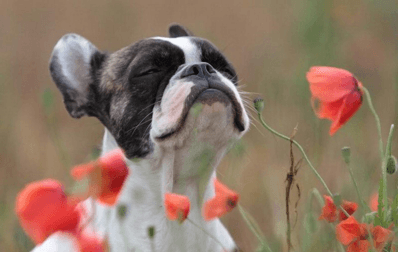 αρωματοθεραπεία για σκύλους