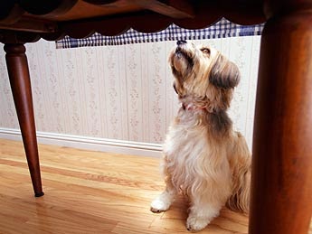 ο σκύλος μου ζητιανεύει