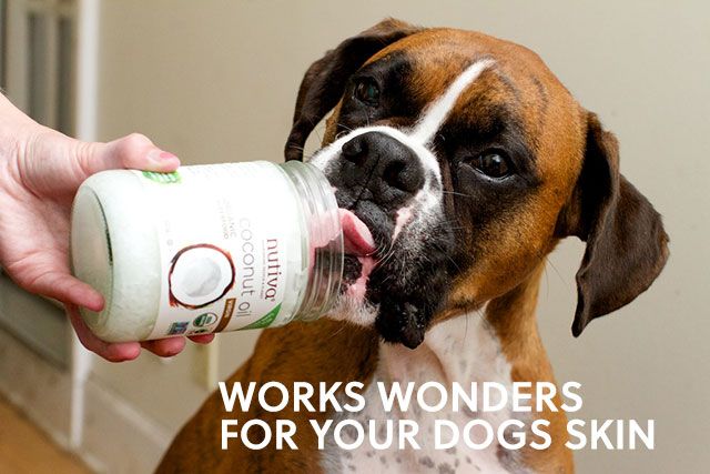 λάδι καρύδας και σκύλος