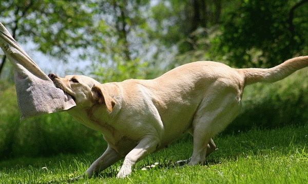 Πως θα μάθω τον σκύλο μου να αφήνει πράγματα