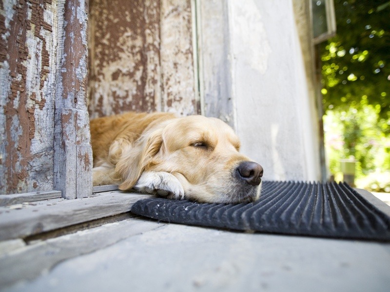 κατοικίδια σε διαμέρισμα