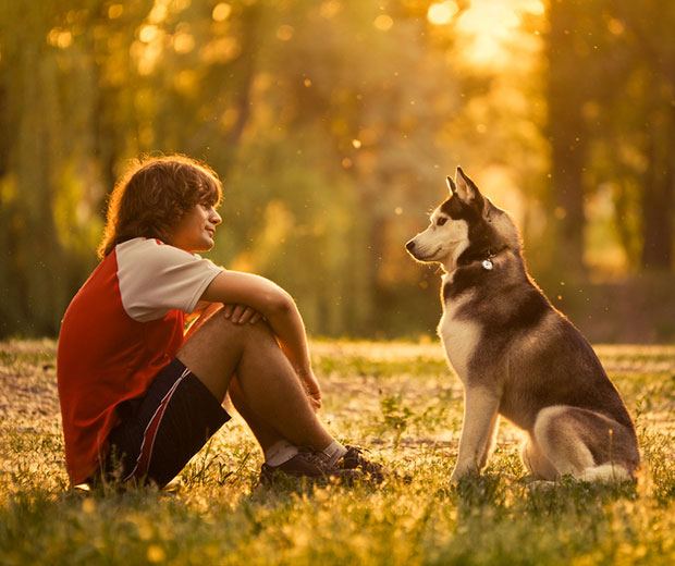υποχρεώσεις ιδιοκτητών ζώου συντροφιάς