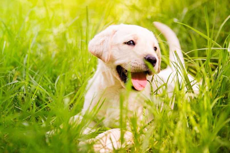 προβιοτικά για σκύλους