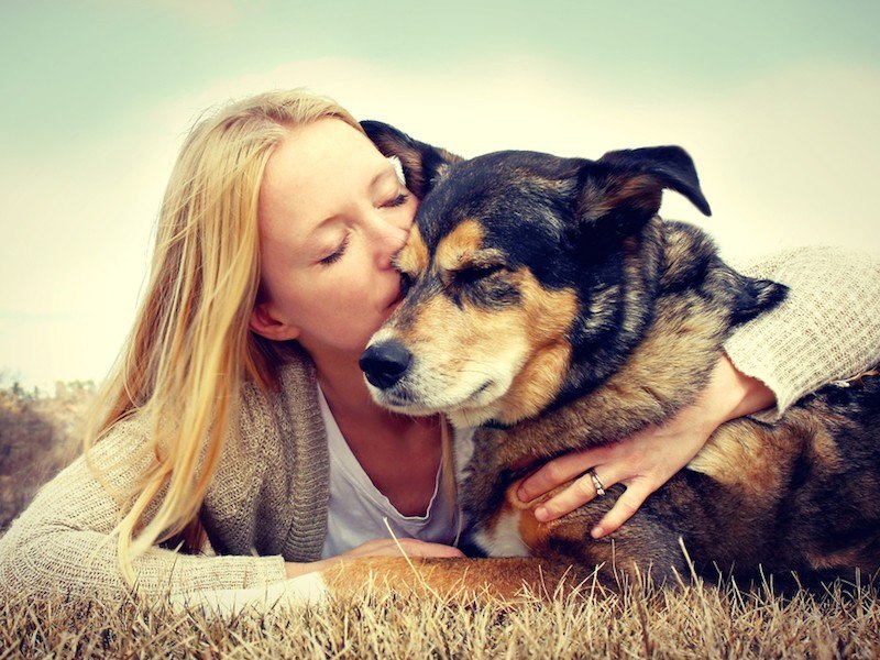 νόμος για τα ζώα συντροφιάς