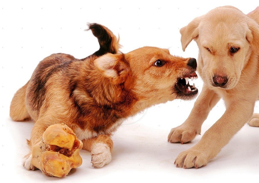 επιθετικότητα σκύλου